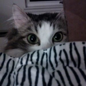 Meet your Posher, Shan